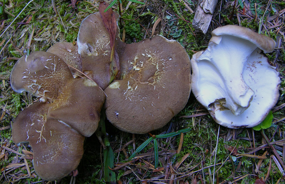 Piove domani si va a funghi.....